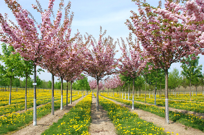 Prunus serrulata Kanzan