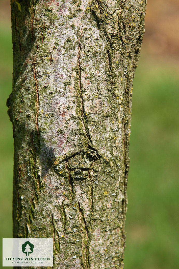 Robinia pseudoacacia 'Frisia'