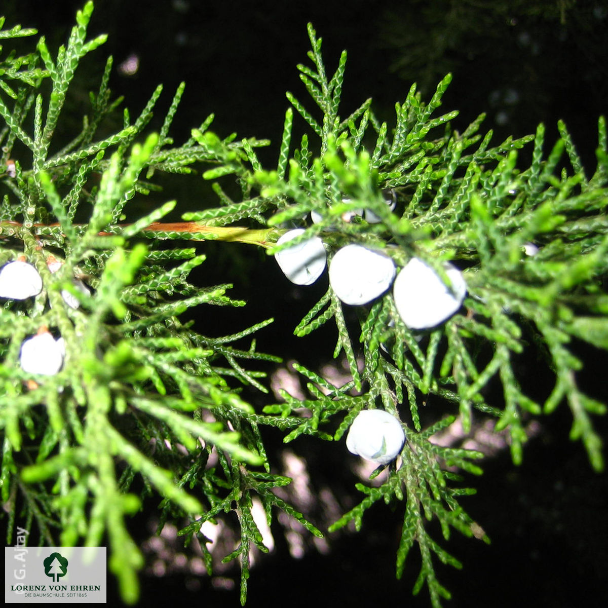 Juniperus chinensis 'Keteleeri'