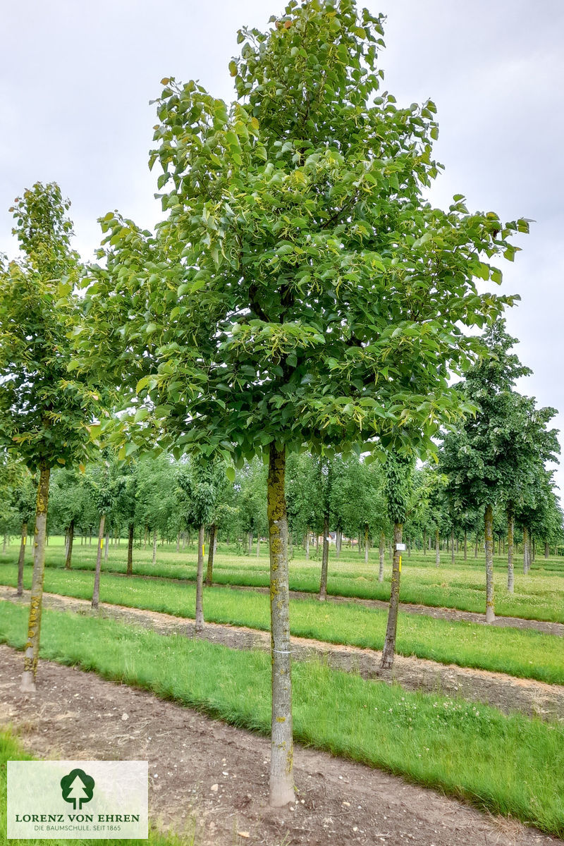 Tilia henryana