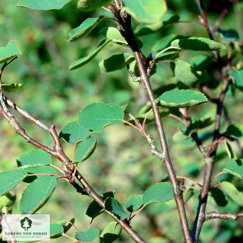 Amelanchier rotundifolia