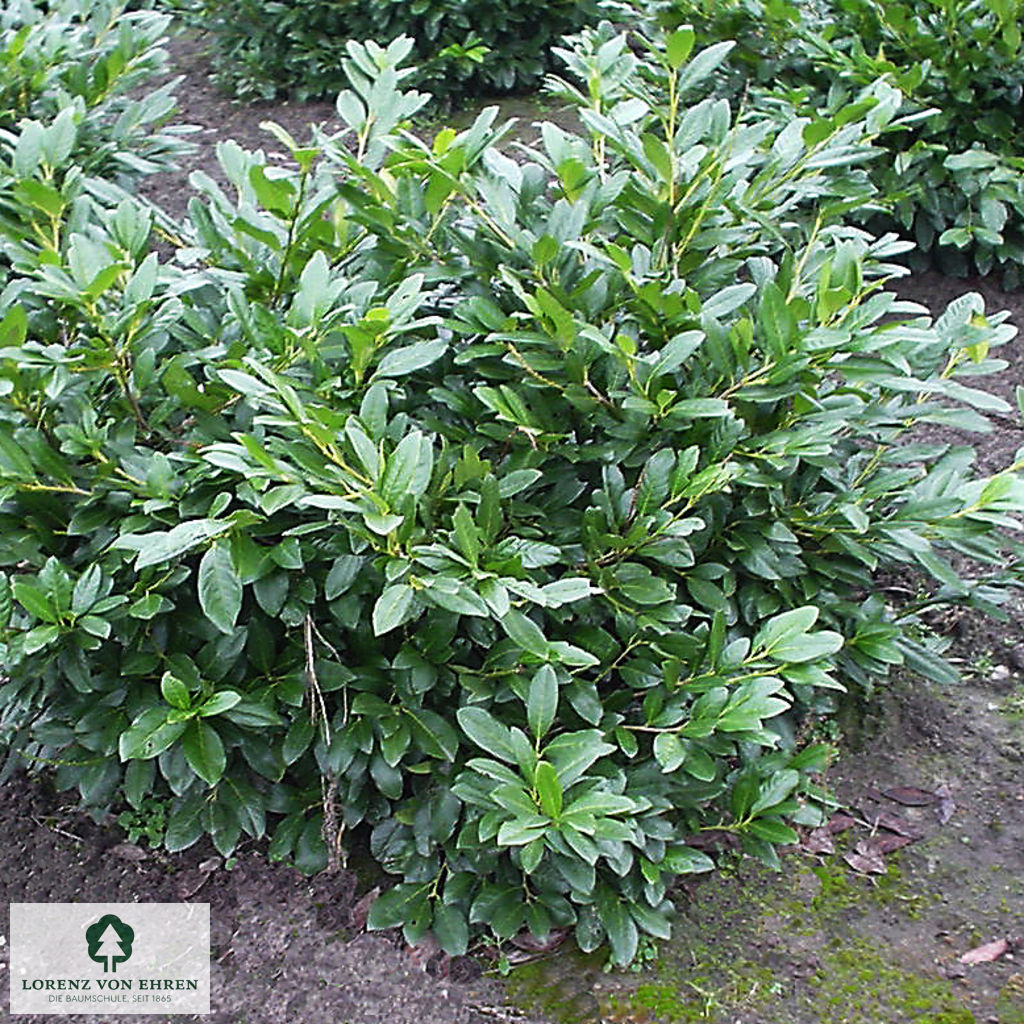 Prunus laurocerasus 'Cherry Brandy'