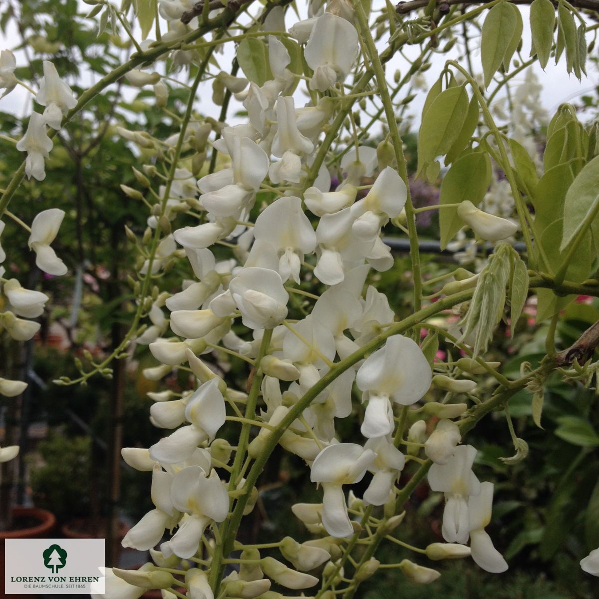 Wisteria sinensis 'Alba'