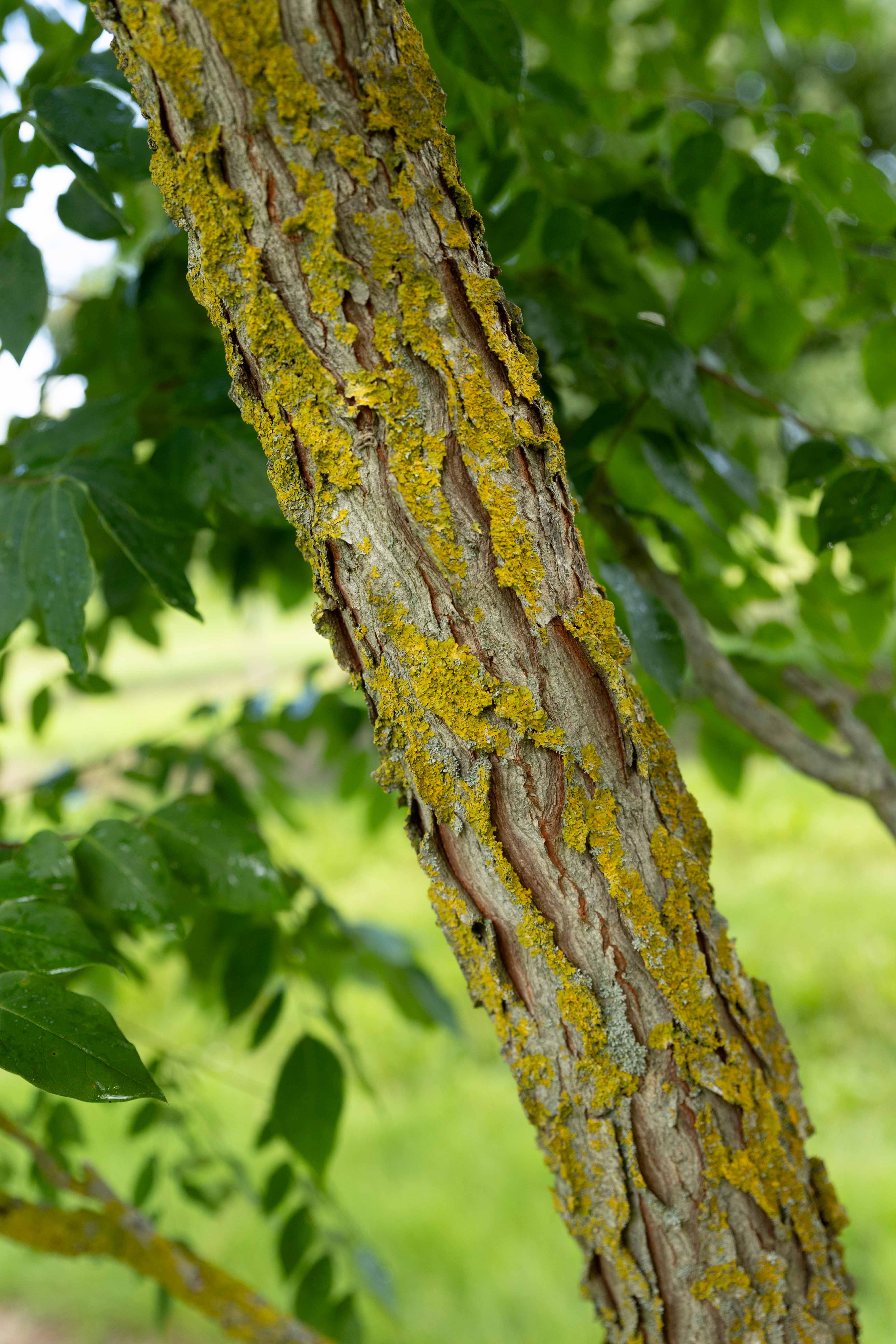  Nahaufnahme eines Baumstammes mit rauer, graubrauner Rinde, die mit leuchtend gelbgrünen Flechten bedeckt ist.
