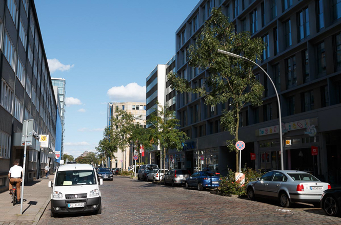 Eschen für die Stadt