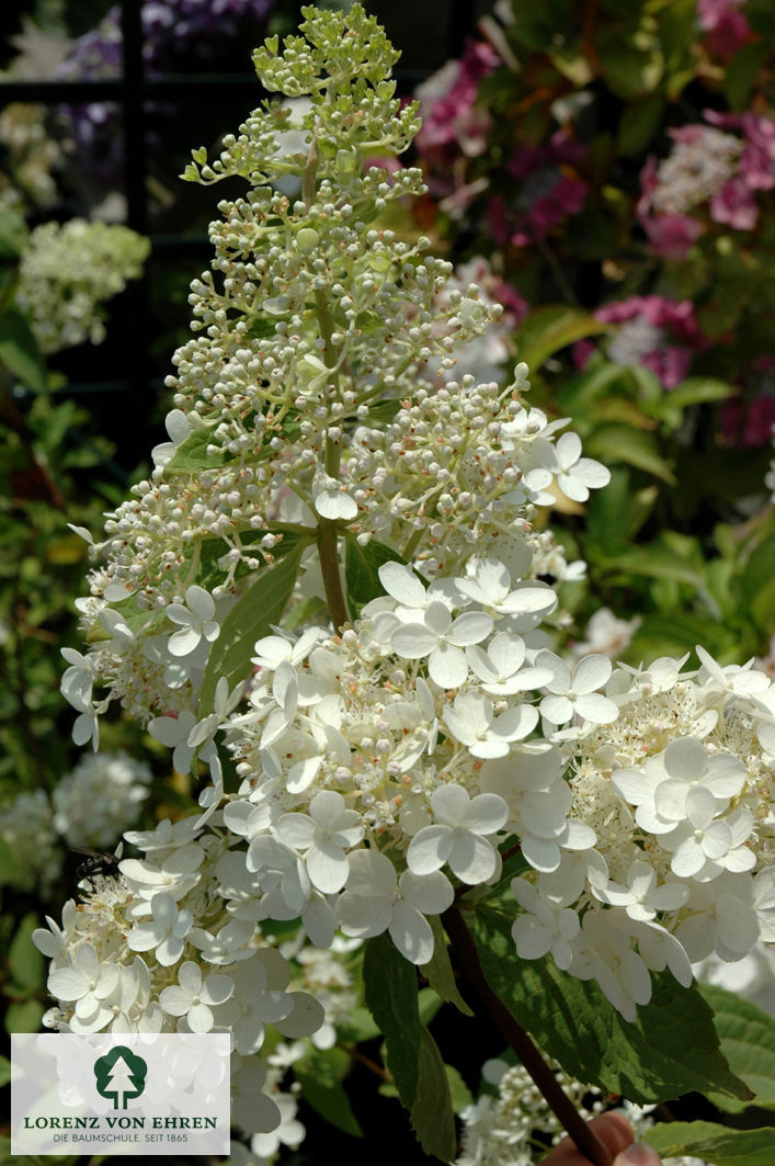 Hydrangea arborescens 'Grandiflora'