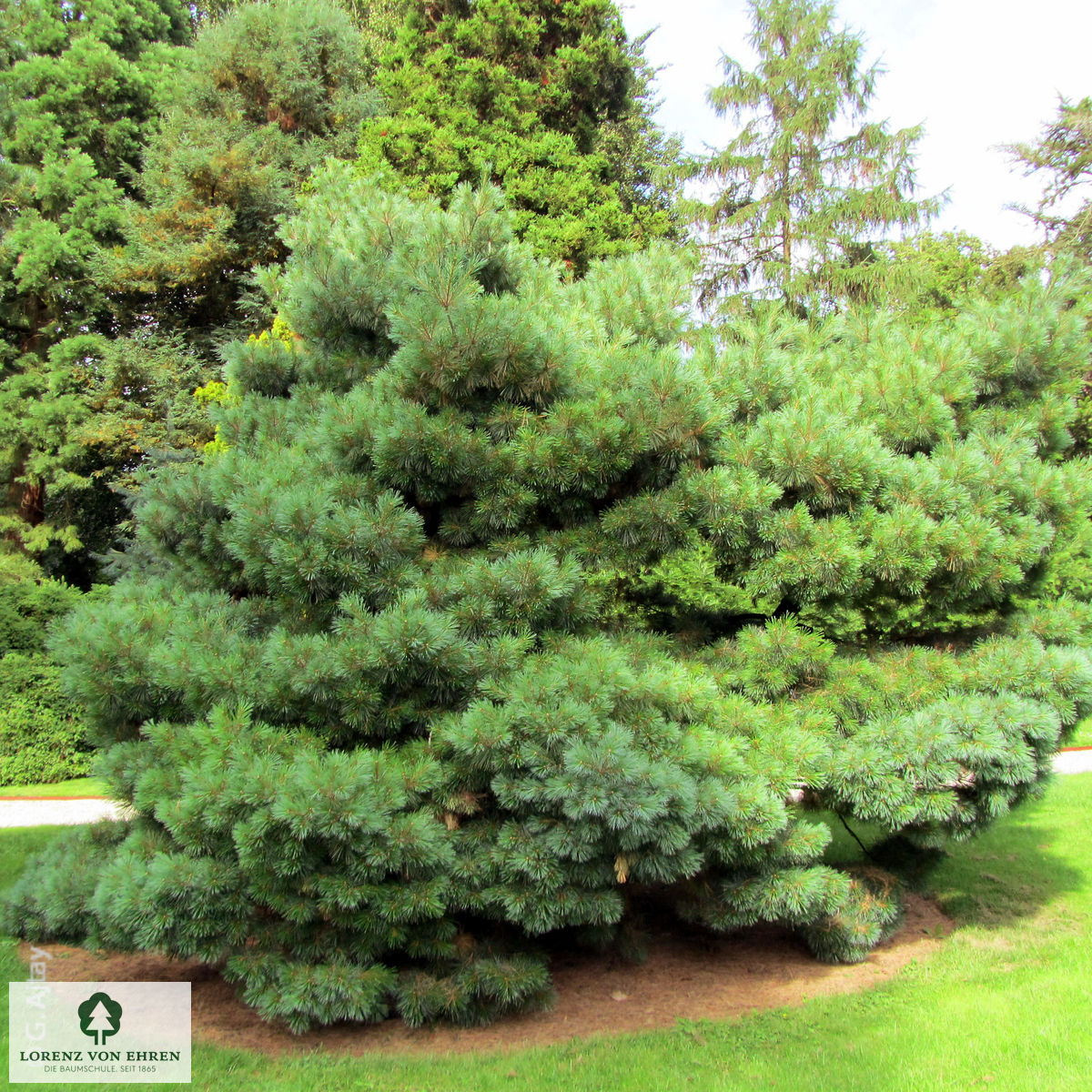 Pinus strobus 'Radiata'