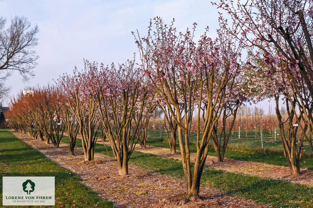 Prunus sargentii