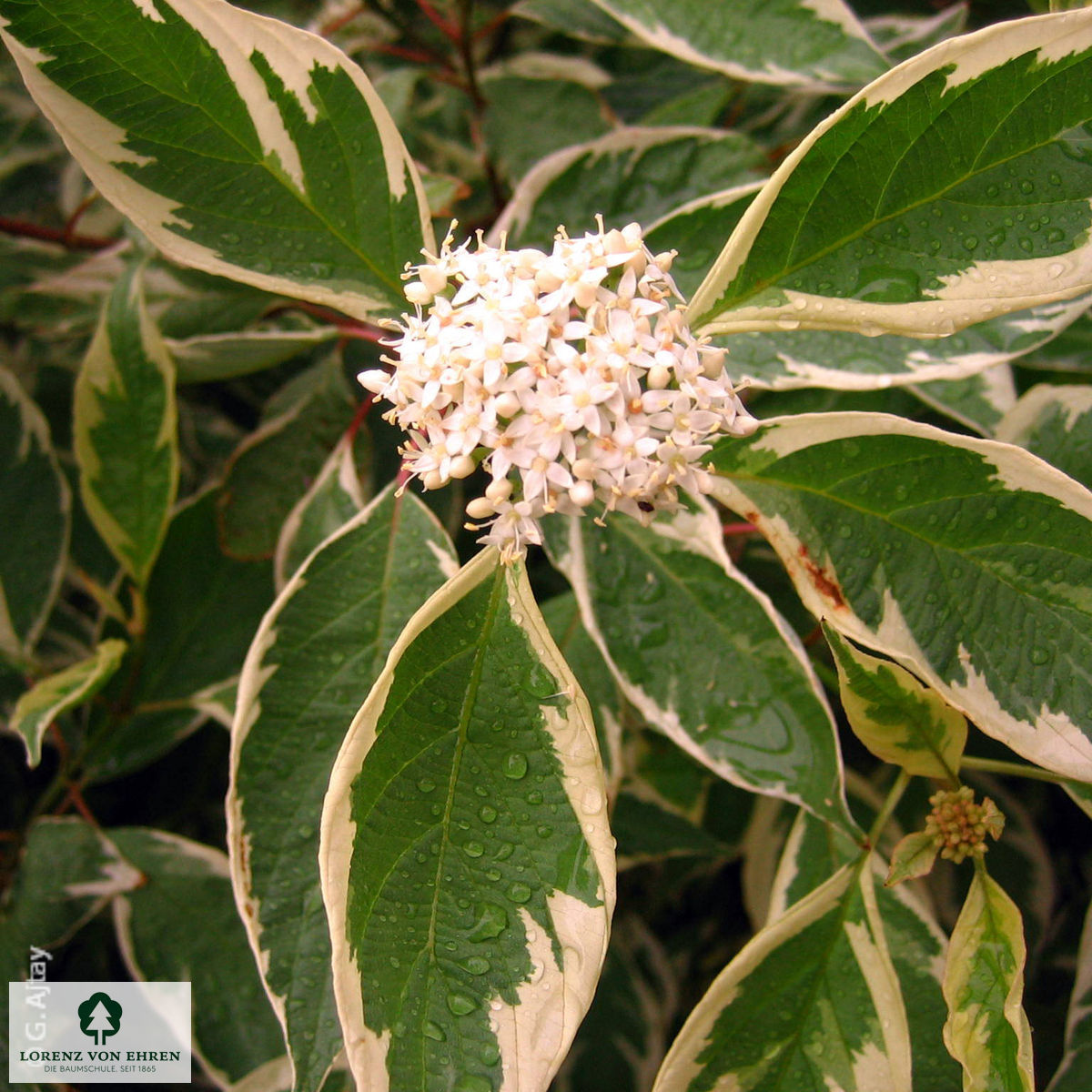 Cornus alba 'Elegantissima'