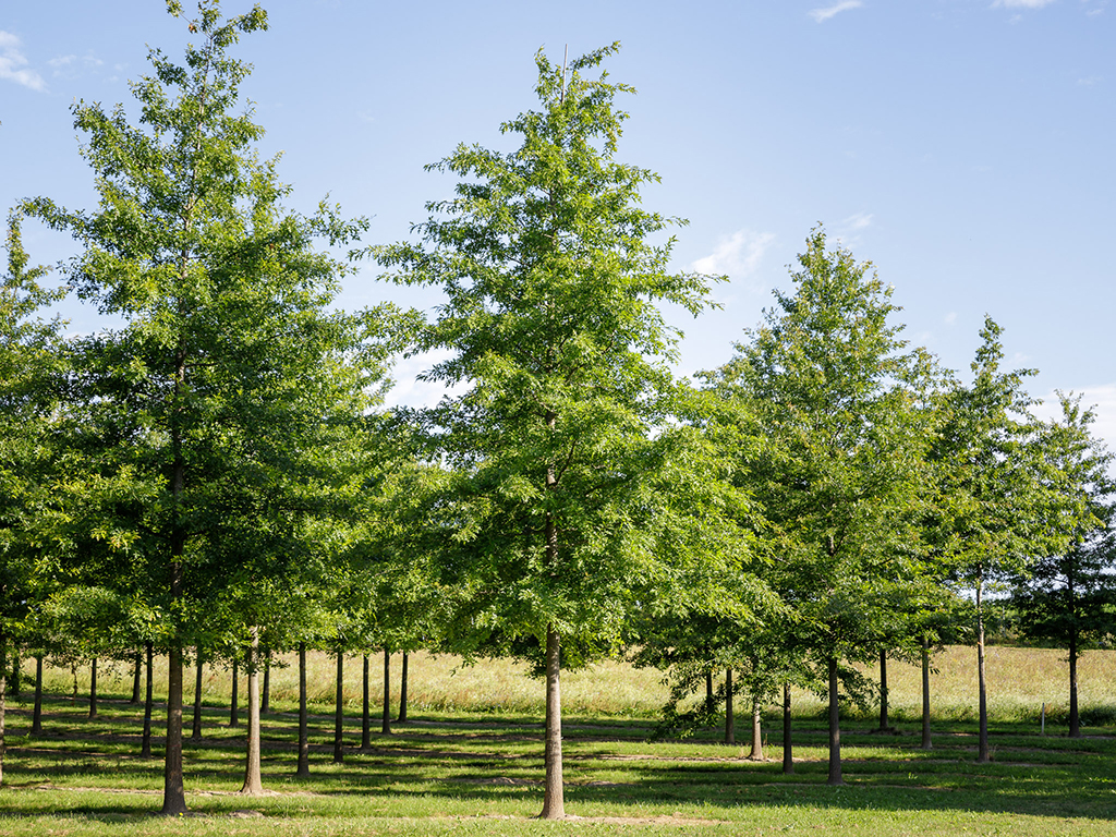 Sommergrüne große Sumpfeichen