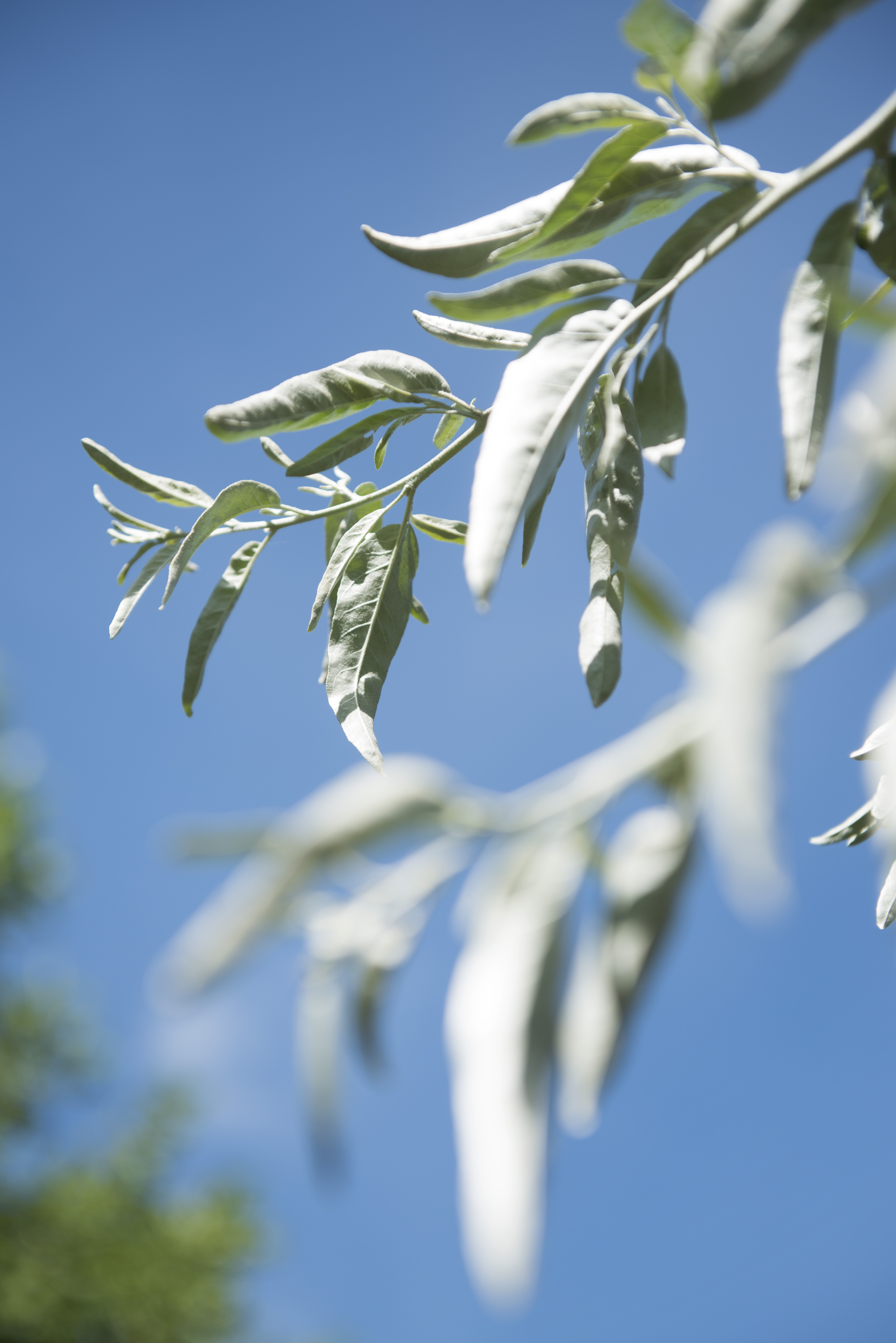 Elaeagnus angustifolia Unikat