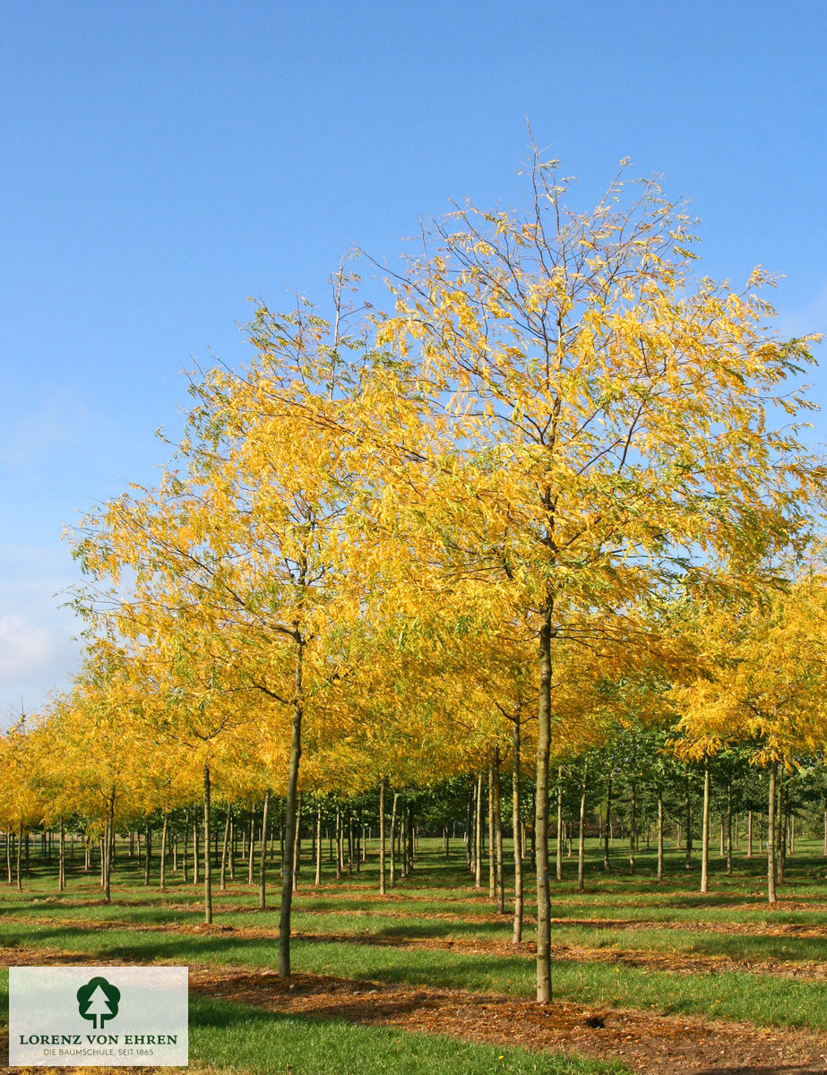 Gleditsia triacanthos 'Skyline'