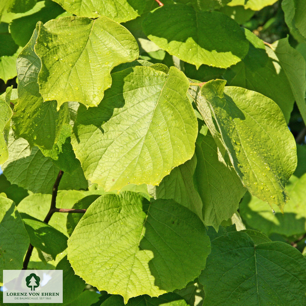 Styrax japonicus