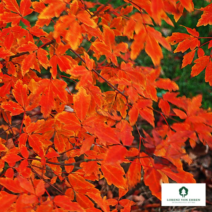 Acer triflorum