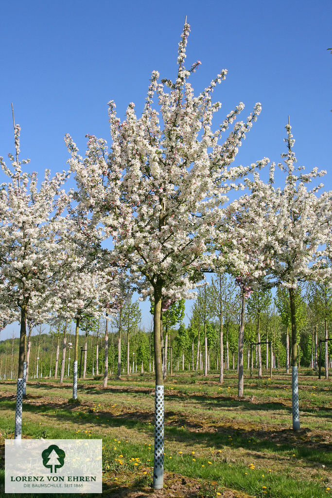 Malus evereste Frühlingsblüte