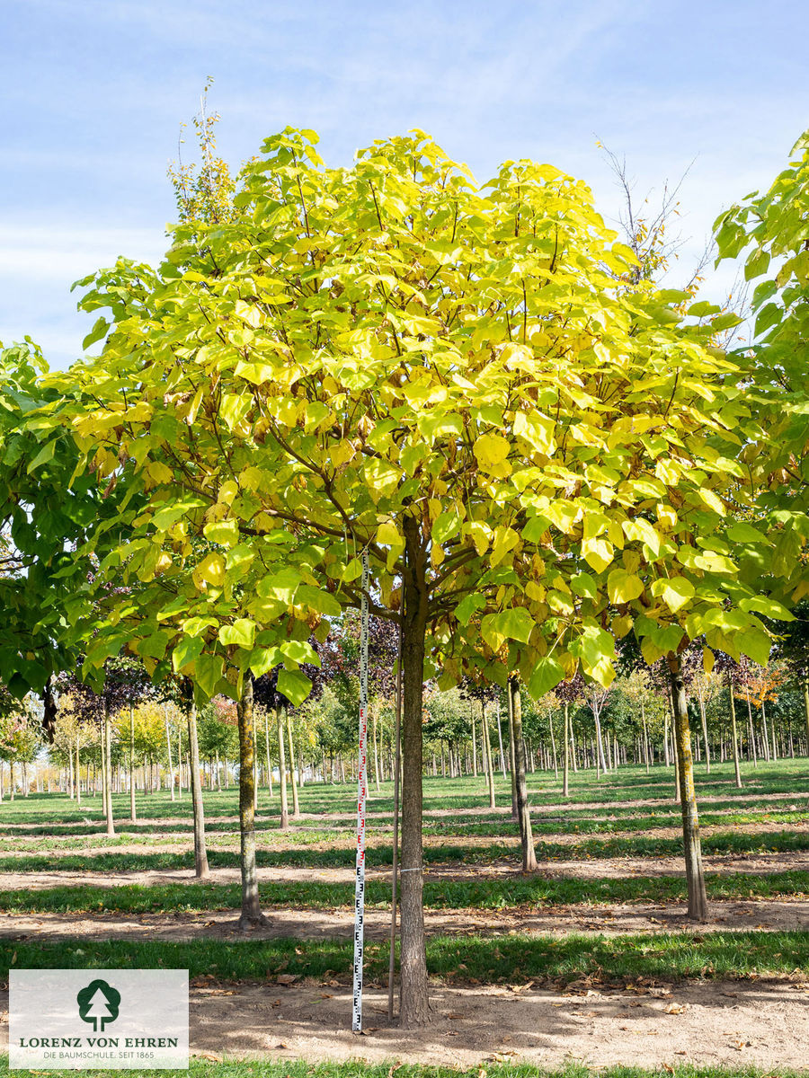 Catalpa bignonioides