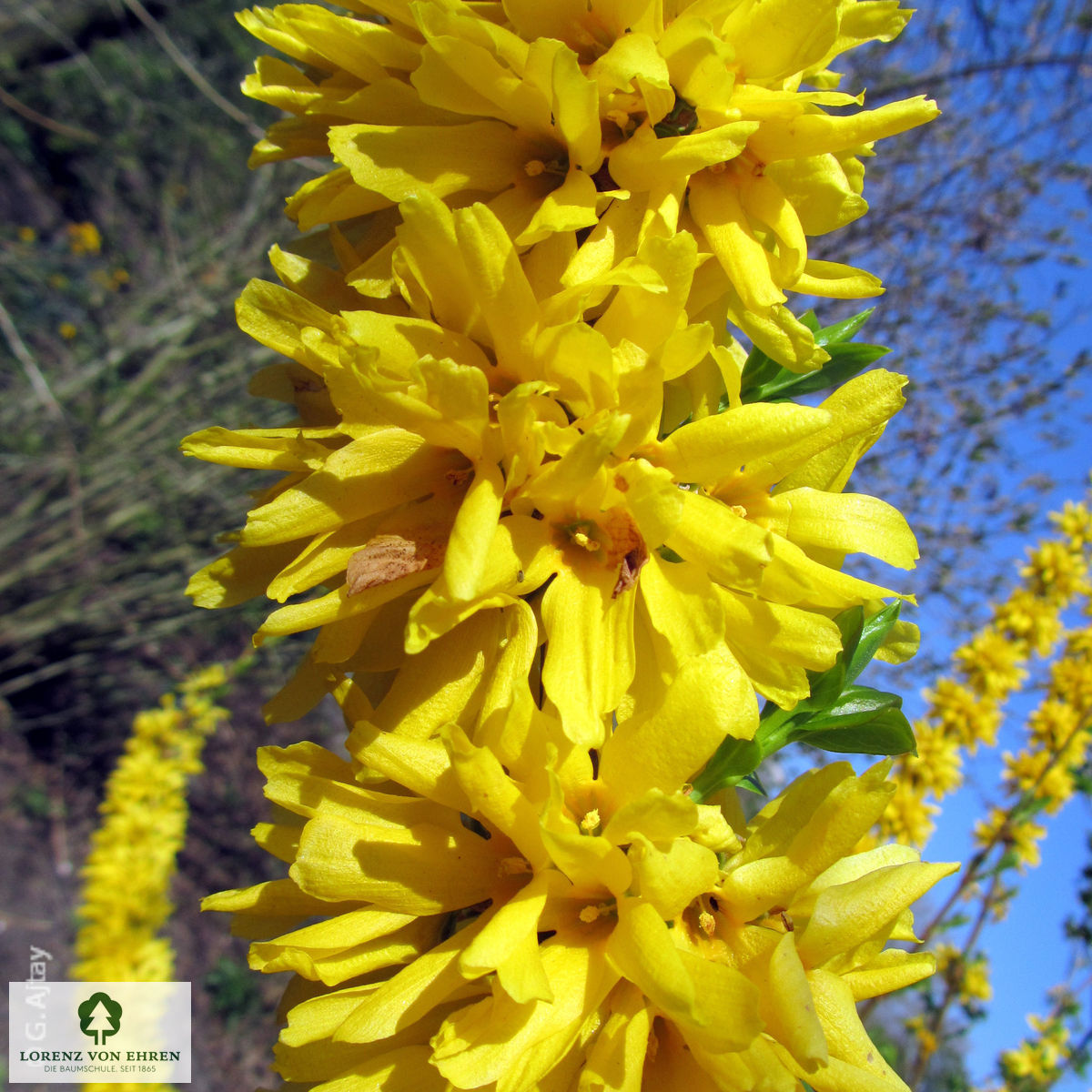 Forsythia 'Spectabilis'