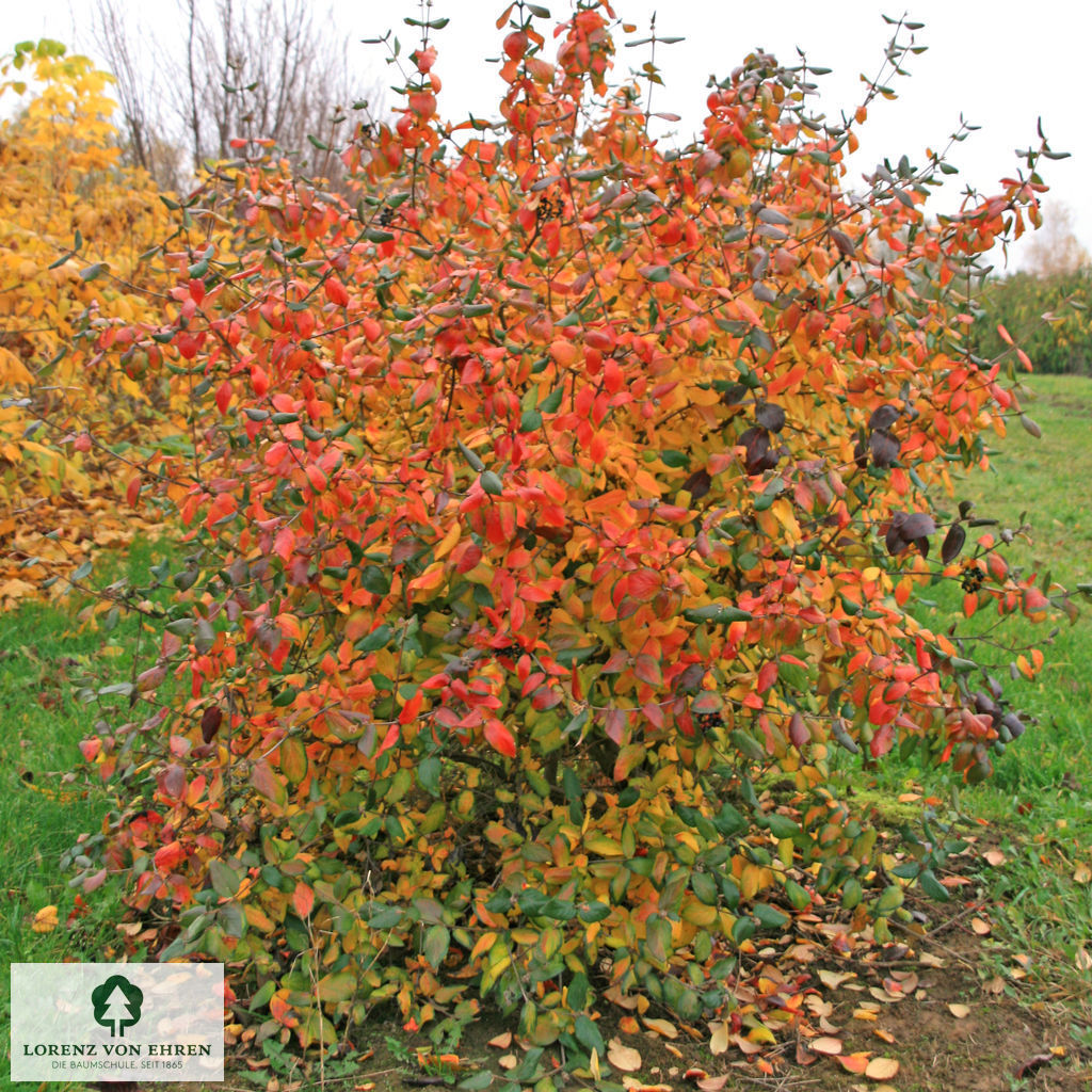 Viburnum burkwoodii