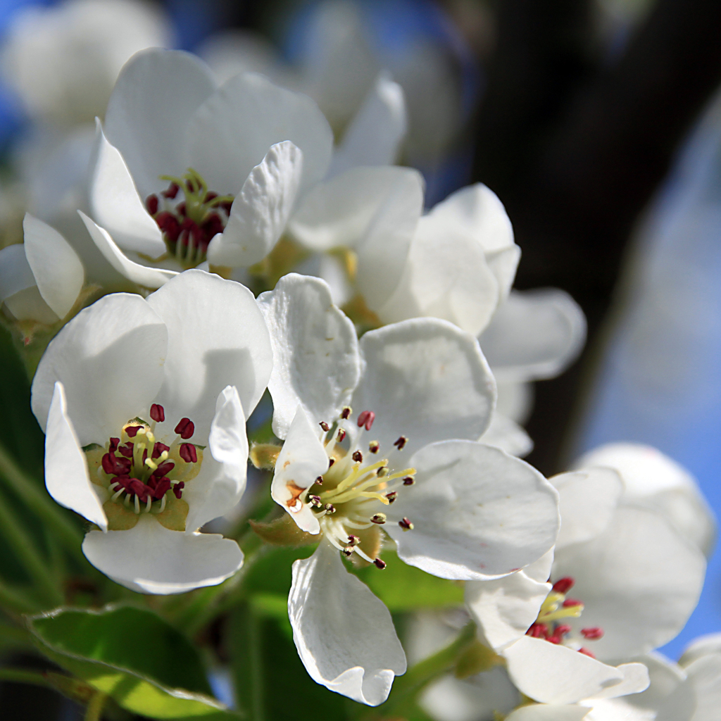 Die Frucht der Birne Pyrus communis Clapps Liebling