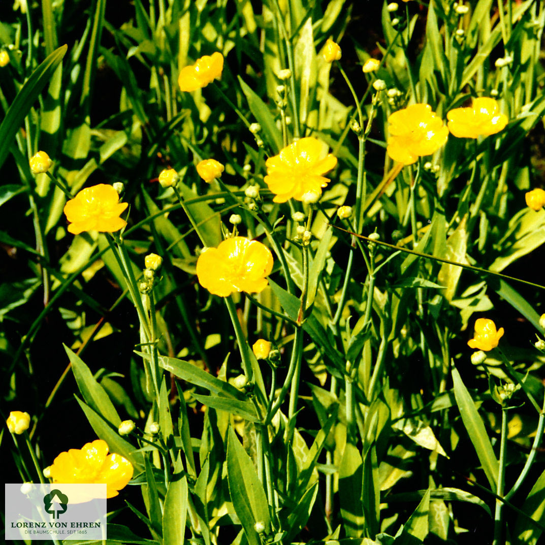 Ranunculus lingua