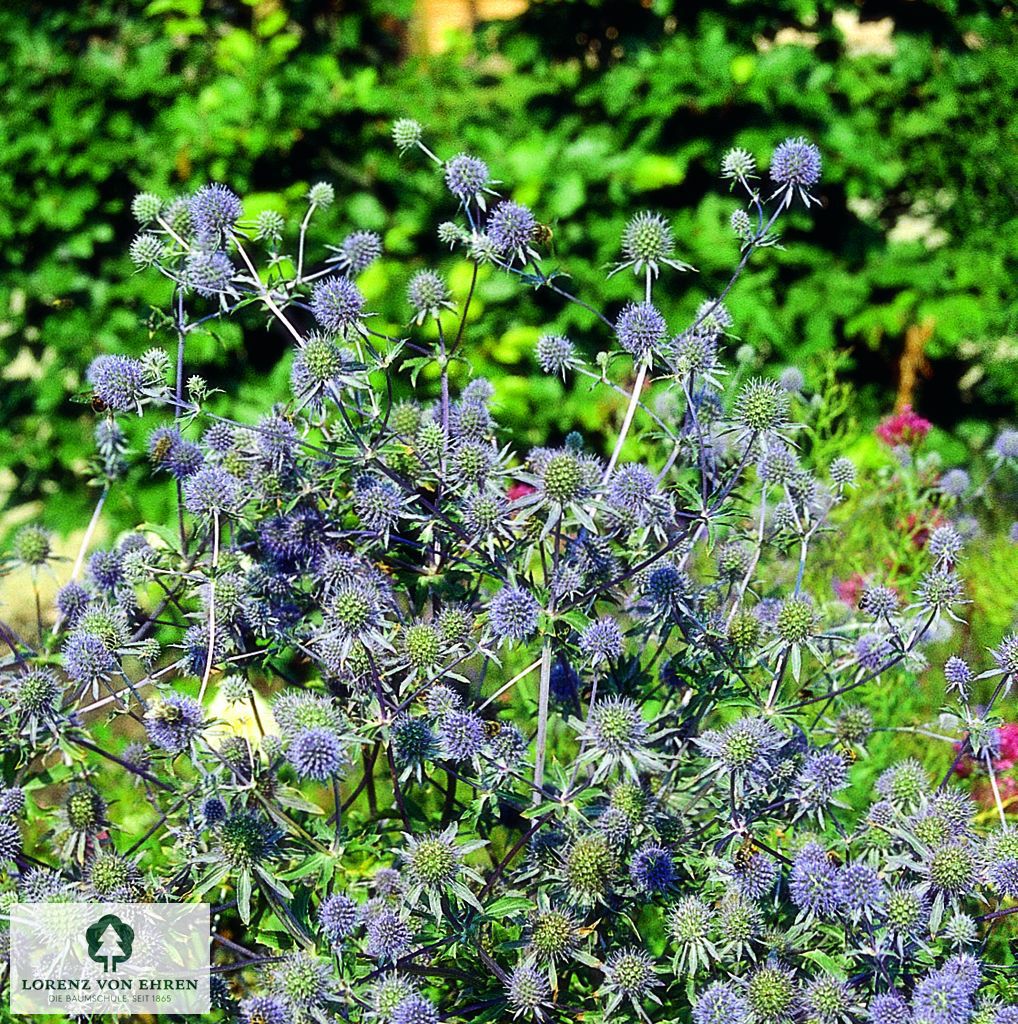 Eryngium planum