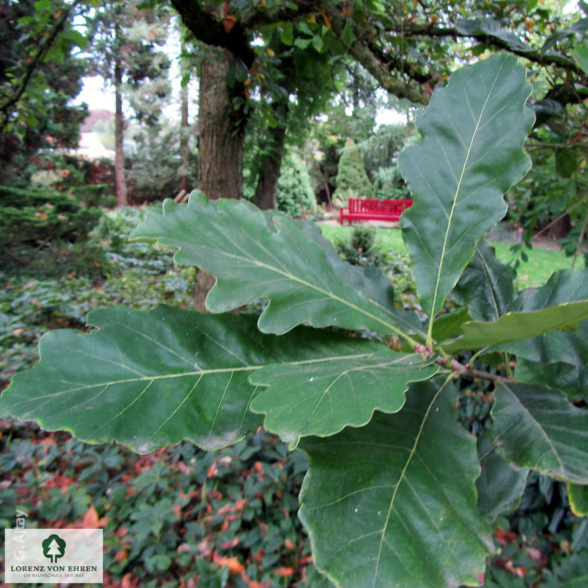 Quercus bicolor
