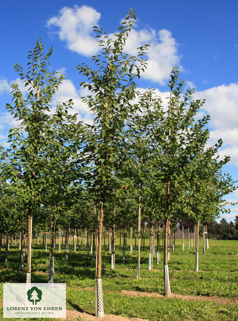 Prunus avium