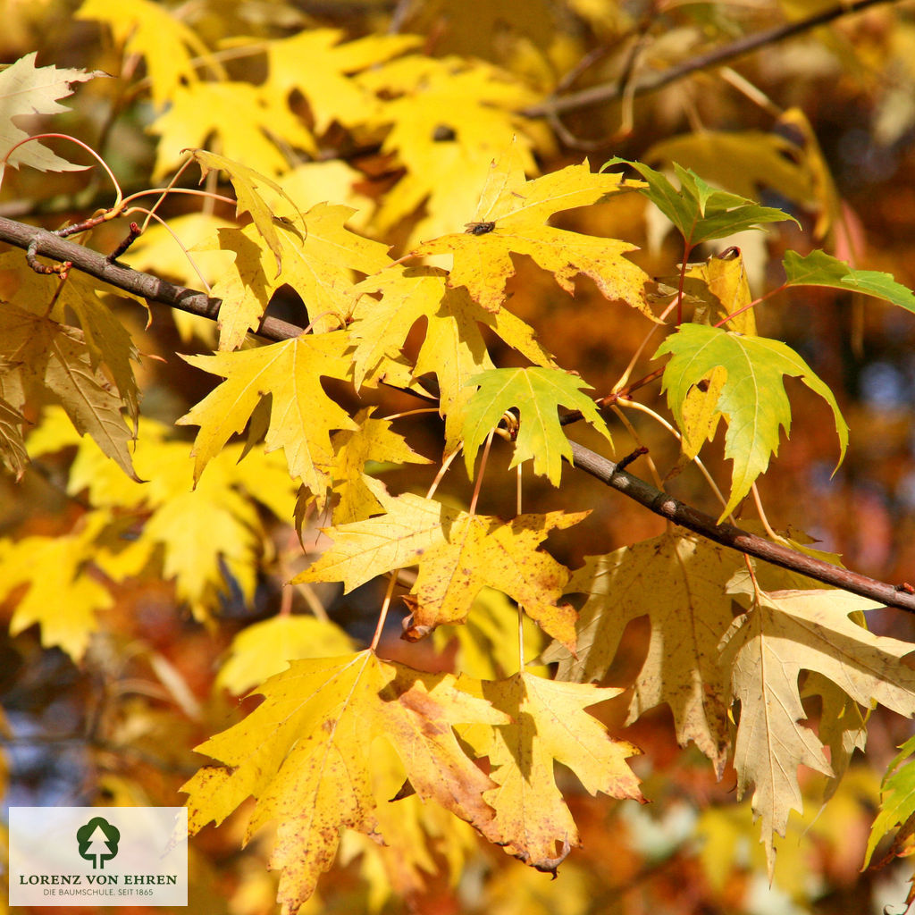 Acer saccharinum