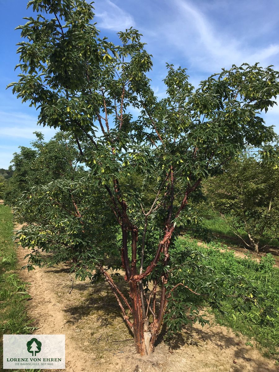 Acer griseum