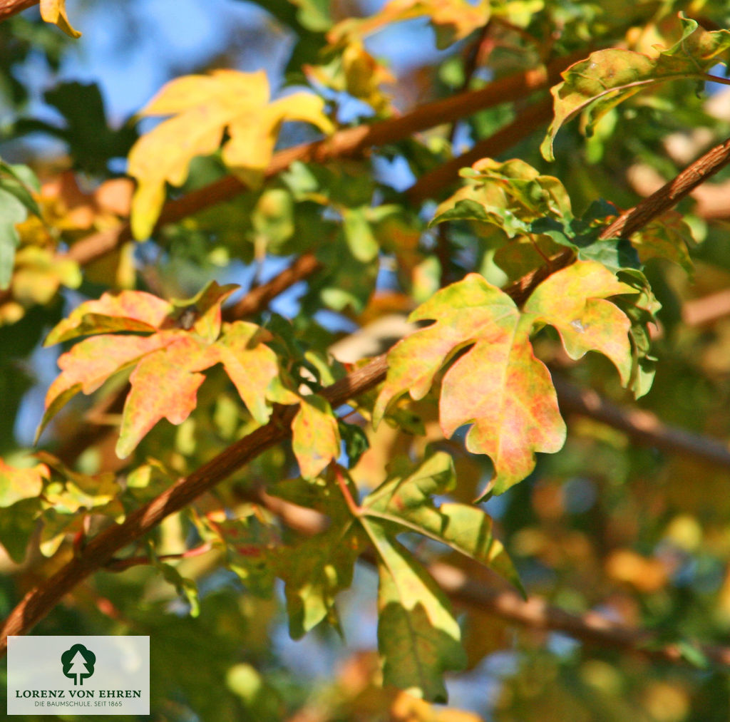 Acer campestre 'Elsrijk'