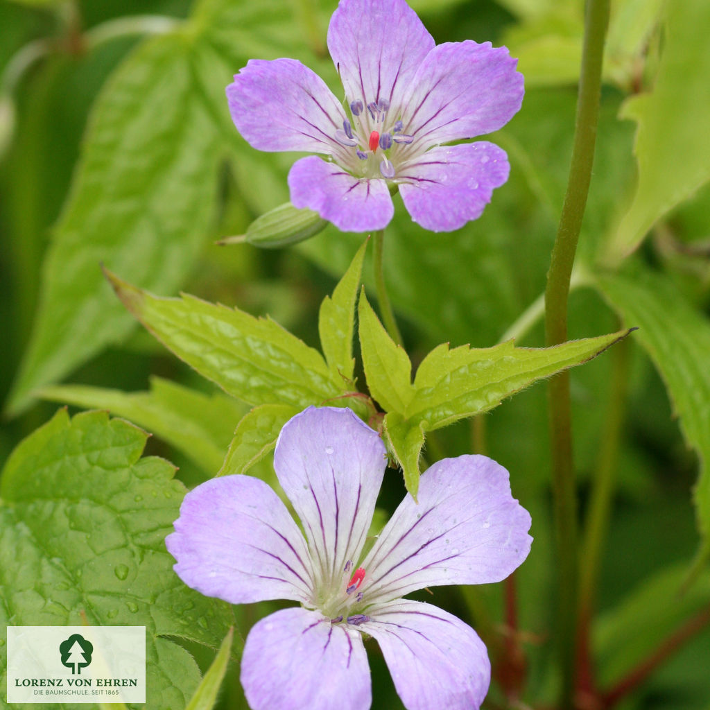 Geranium nodosum