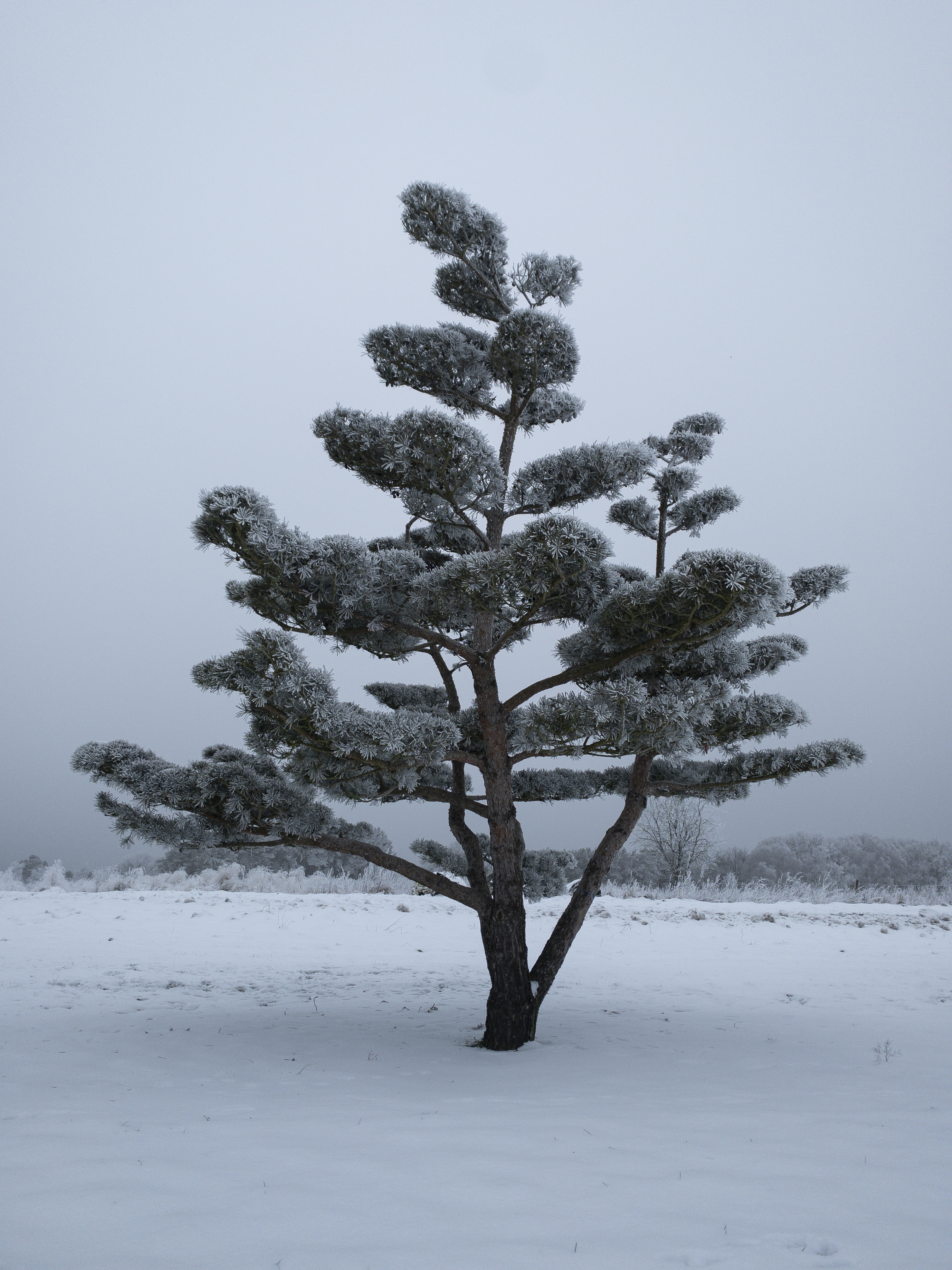 Pinus sylvestris 'Norske Typ' Unikat