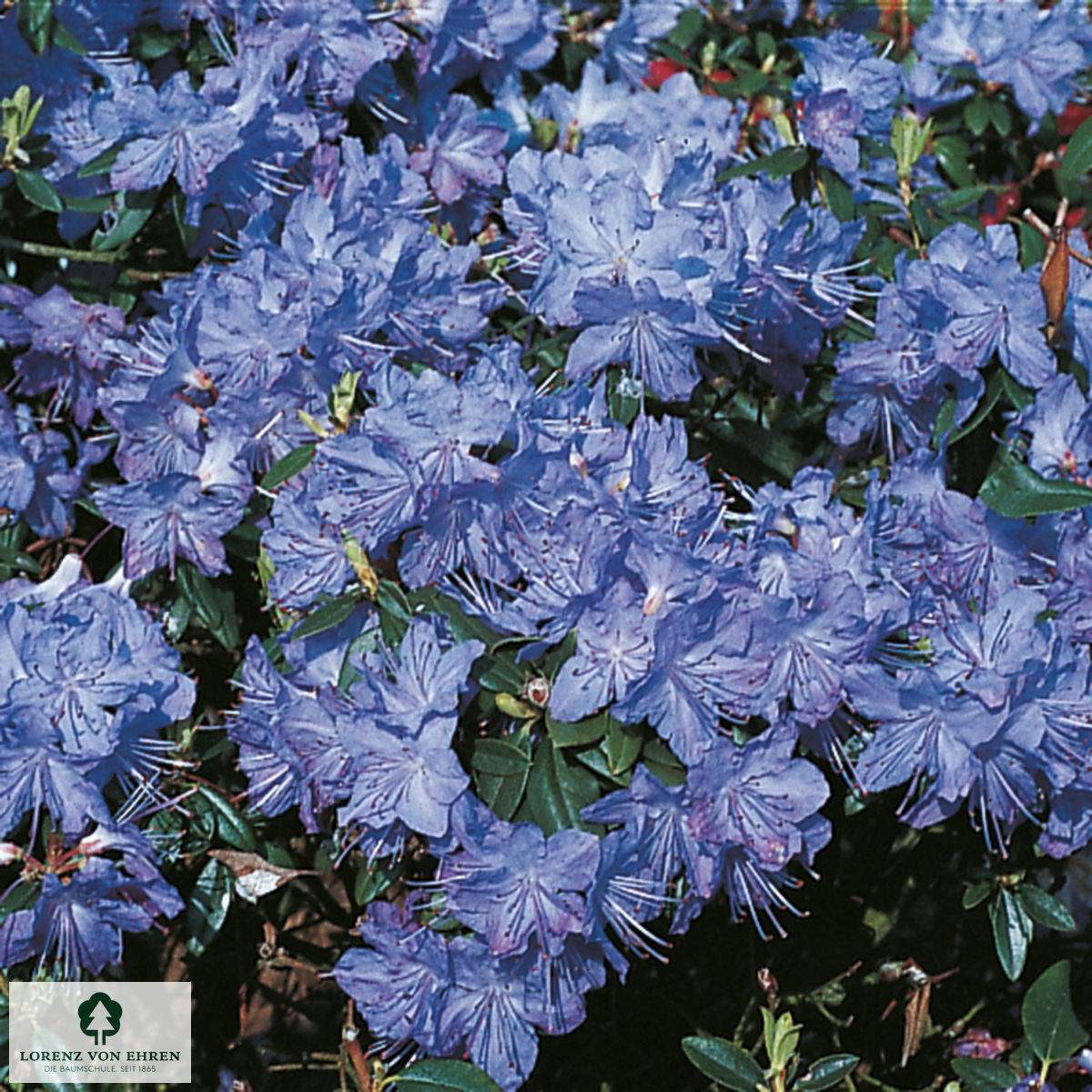 Rhododendron augustinii 'Saphirblau'