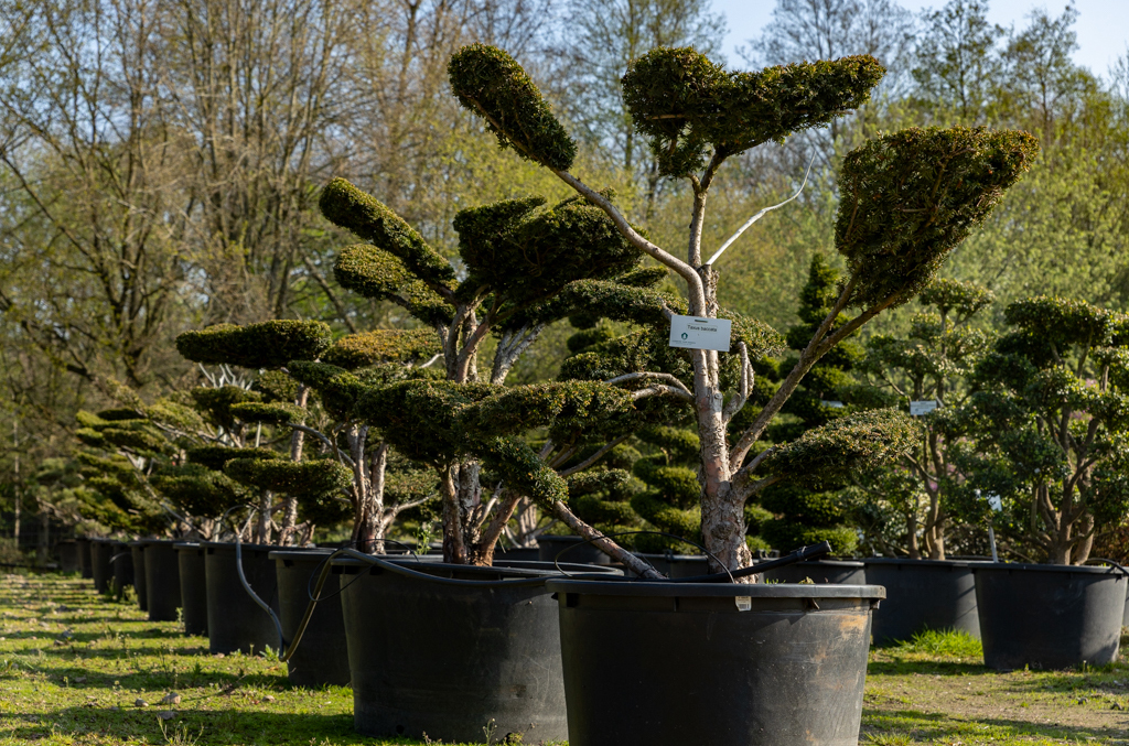 Taxus baccata Bonsai Europäische Eibe als Bonsai geschnitten