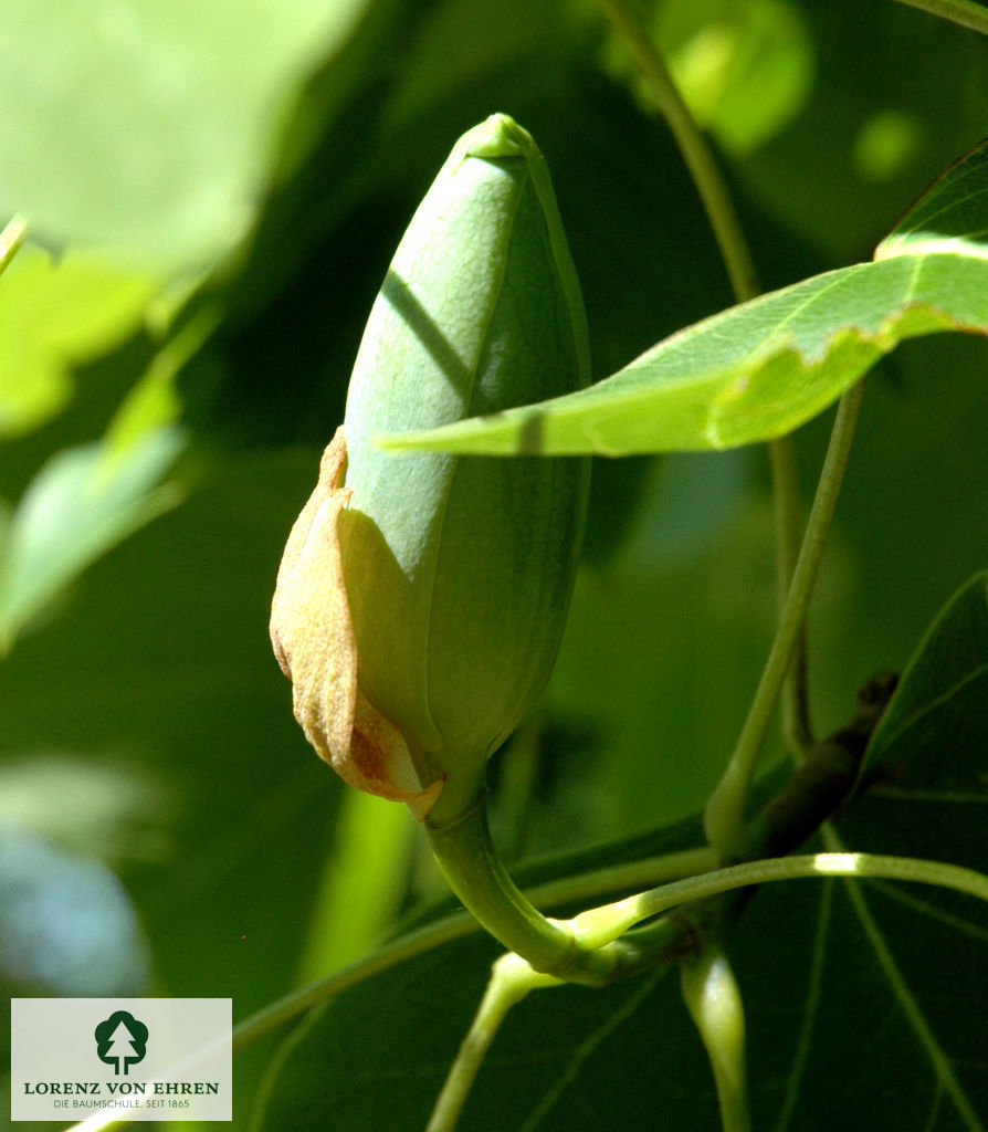 Liriodendron tulipifera