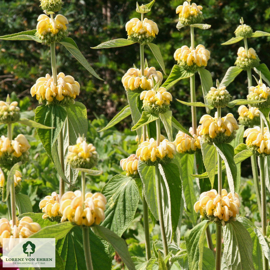 Phlomis russeliana