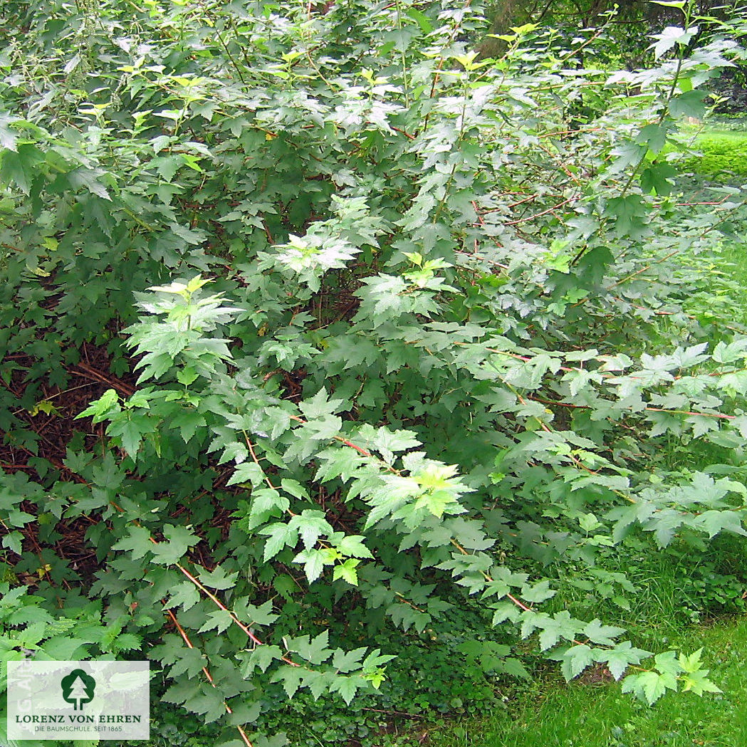 Physocarpus opulifolius