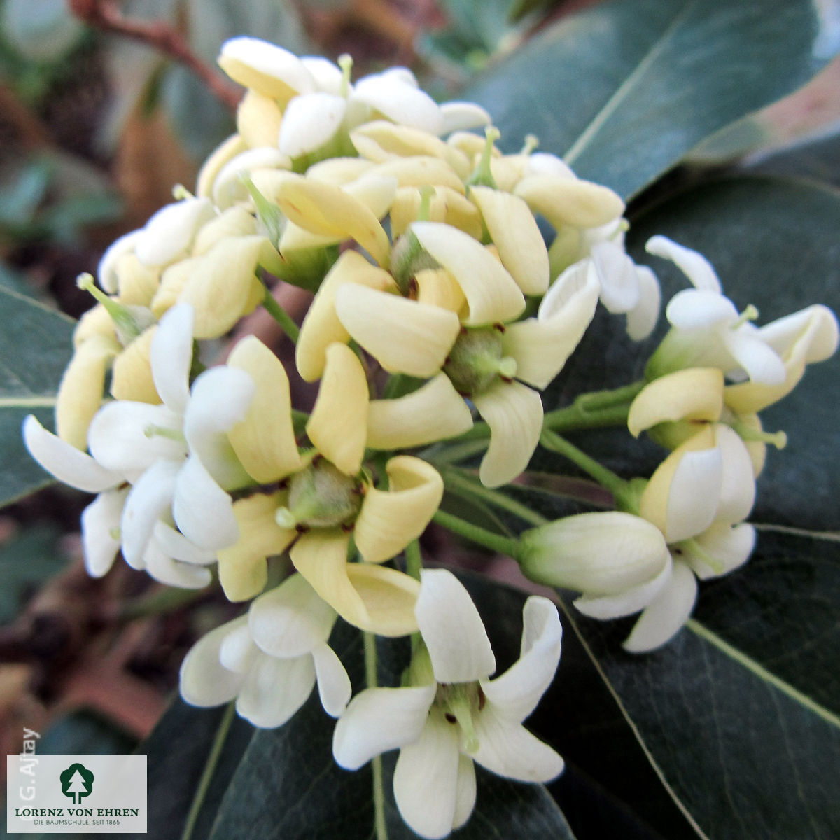 Pittosporum tobira