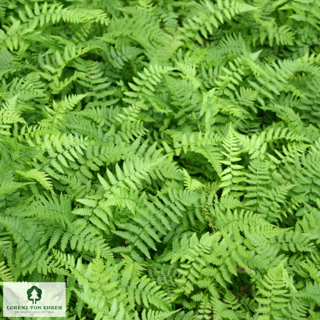 Athyrium filix-femina
