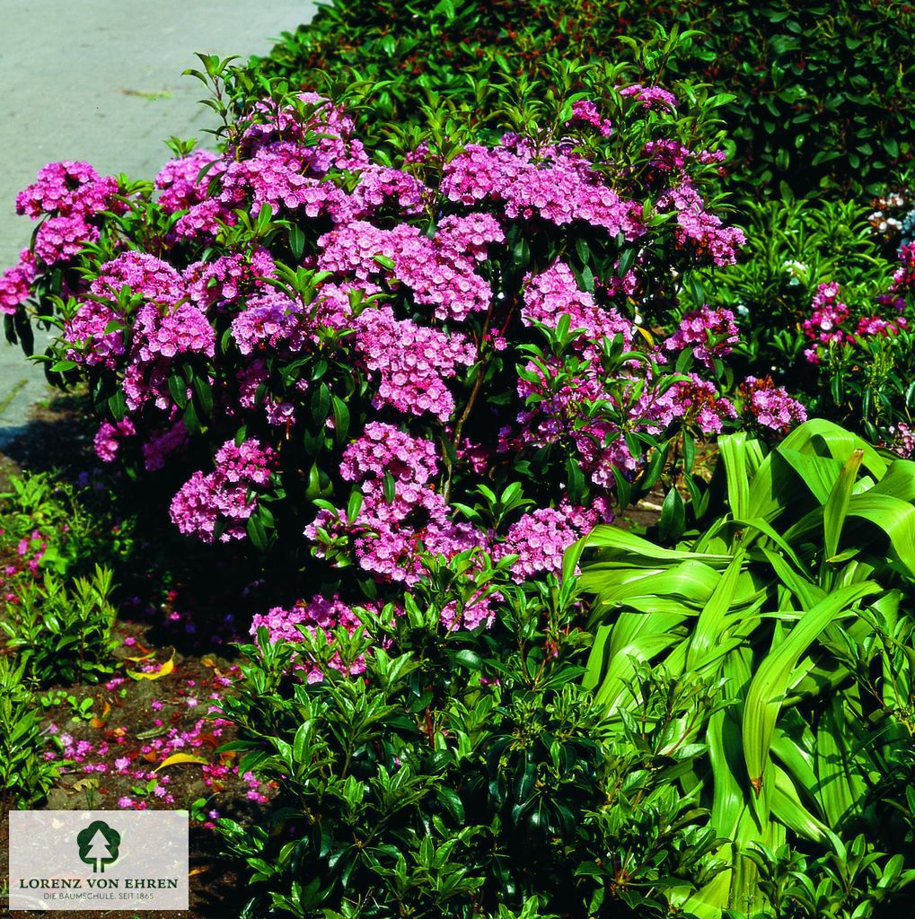 Kalmia latifolia 'Quinnipiac'