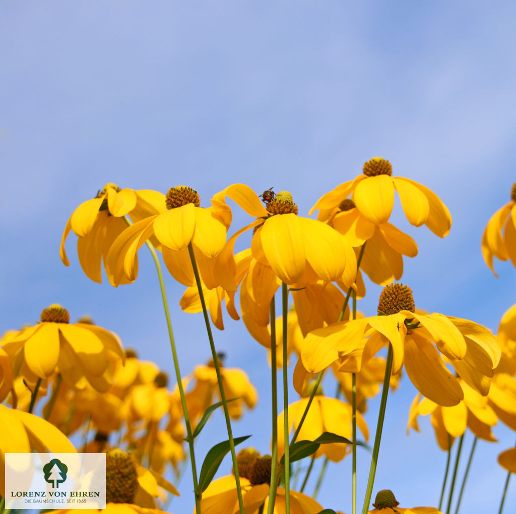 Rudbeckia nitida 'Herbstsonne'