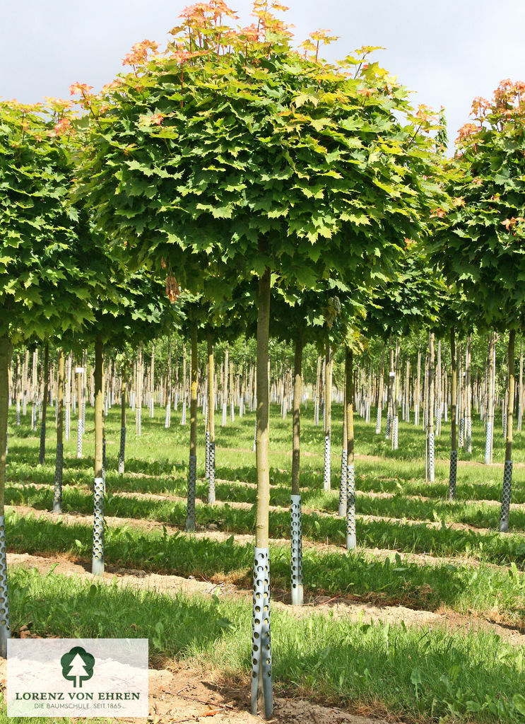 Acer platanoides 'Globosum'