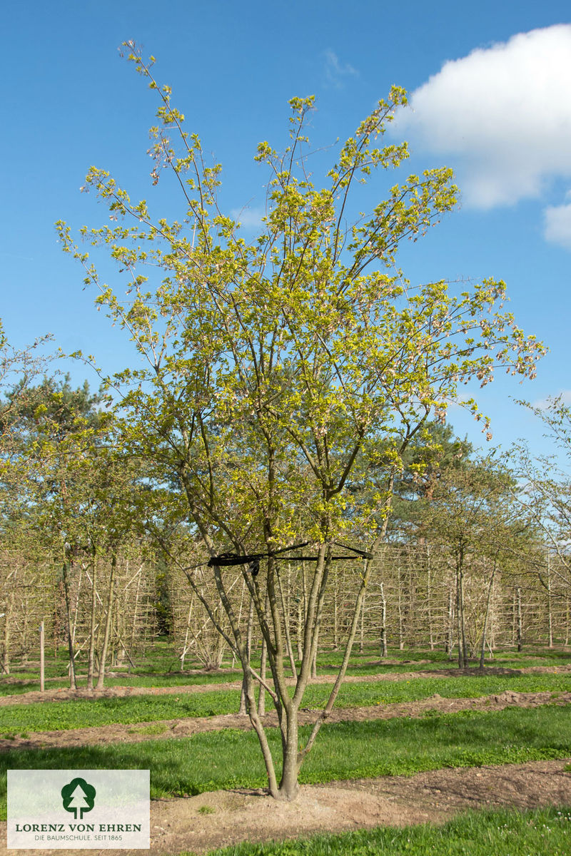 Acer ginnala