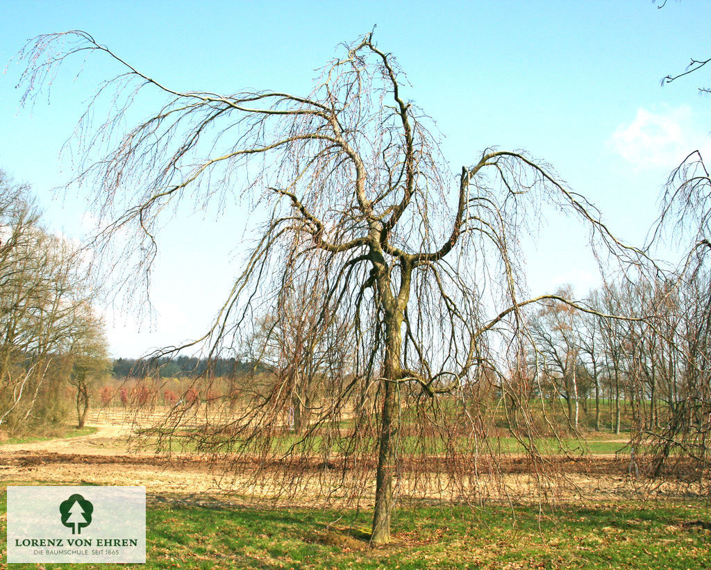 Fagus sylvatica 'Pendula'