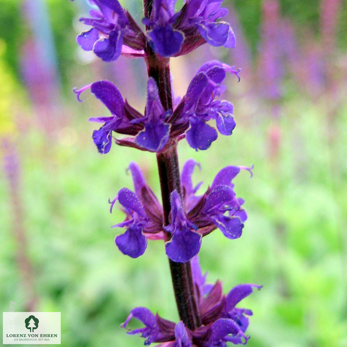 Salvia nemorosa 'Caradonna'