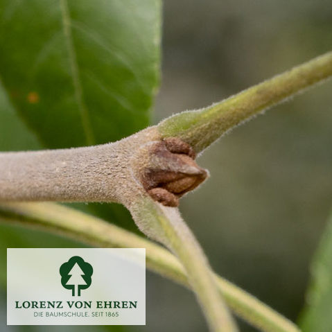 Fraxinus pennsylvanica 'Zundert'