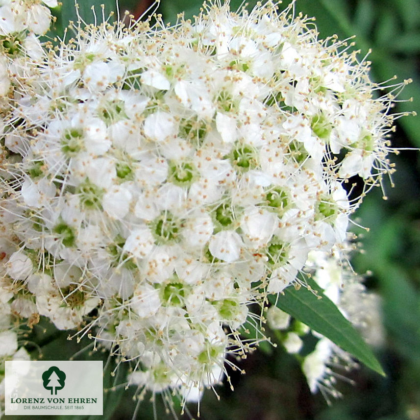 Spiraea japonica 'Albiflora'