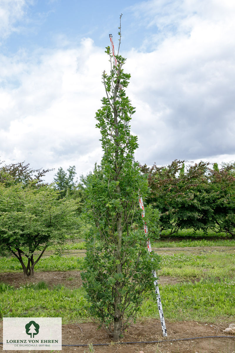 Quercus robur 'Fastigiata Koster'