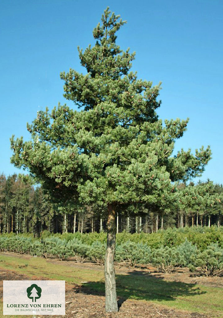 Pinus sylvestris