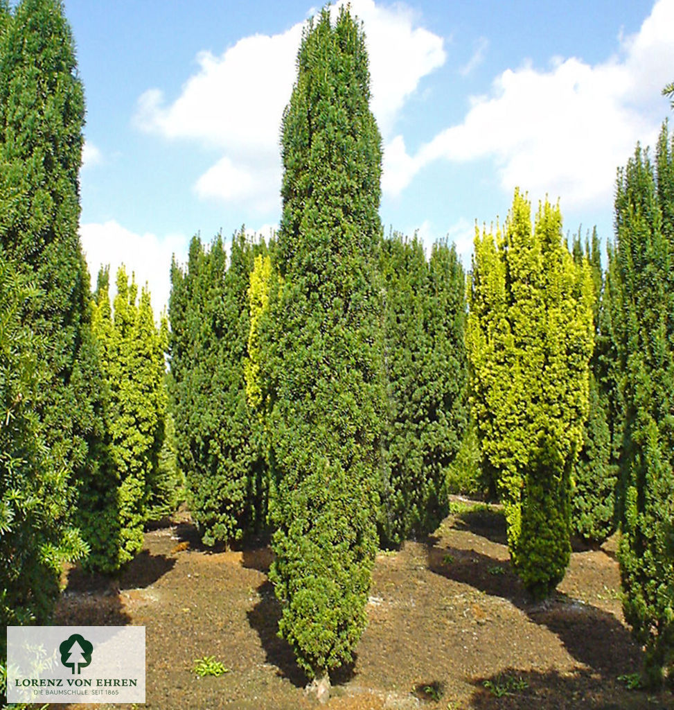 Taxus baccata 'Fastigiata'